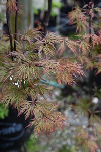 Acer p. dissectum Orangeola